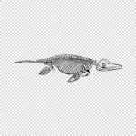 Ichthyosaurus Vector