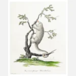 Silky Anteater Poster