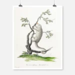 Silky Anteater Poster