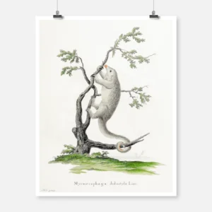 Silky Anteater Poster