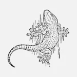 Wall Gecko Vector