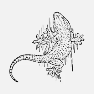 Wall Gecko Vector