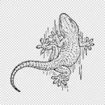 Wall Gecko Vector
