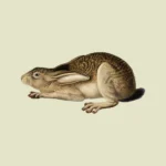 Black Tailed Hare