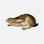Black Tailed Hare