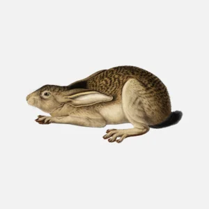 Black Tailed Hare