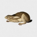 Black Tailed Hare