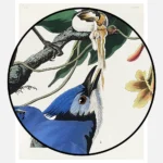 Blue Jay Poster
