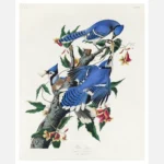 Blue Jay Poster