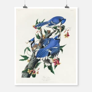 Blue Jay Poster
