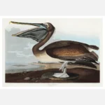 Brown Pelican Poster