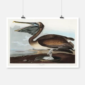 Brown Pelican Poster