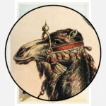Camel Poster