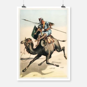 Camel Poster