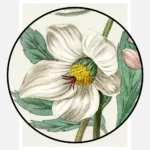 Christmas Rose Poster