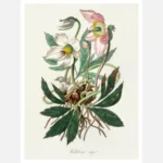 Christmas Rose Poster