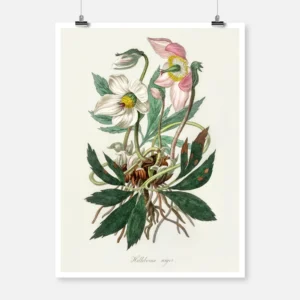 Christmas Rose Poster