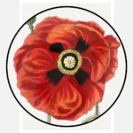 Common Poppy Poster