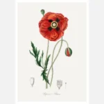 Common Poppy Poster
