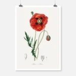 Common Poppy Poster