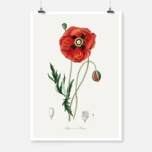 Common Poppy Poster