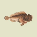 Estuarine Stonefish