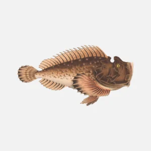 Estuarine Stonefish