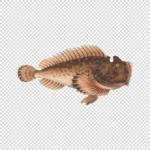 Estuarine Stonefish