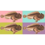 Estuarine Stonefish