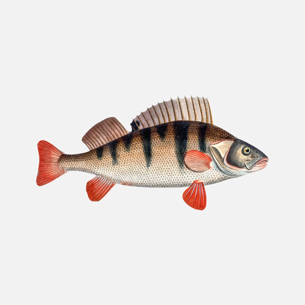 European Perch
