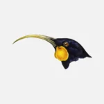 Female Huia Bird Head