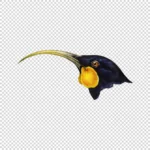 Female Huia Bird Head