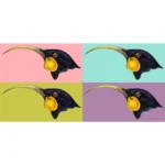 Female Huia Bird Head
