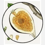 Fig Poster
