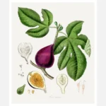 Fig Poster