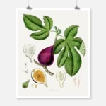 Fig Poster
