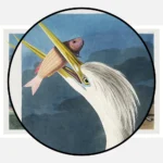 Great White Heron Poster