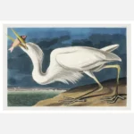 Great White Heron Poster