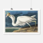 Great White Heron Poster