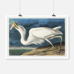 Great White Heron Poster
