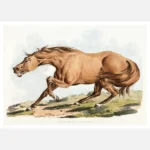 Light Brown Horse Poster