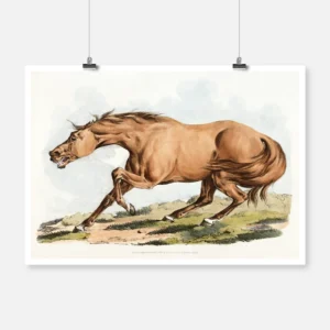 Light Brown Horse Poster