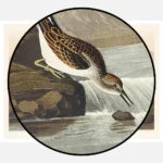 Little Sandpiper Poster