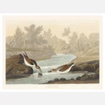 Little Sandpiper Poster