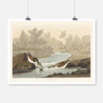 Little Sandpiper Poster
