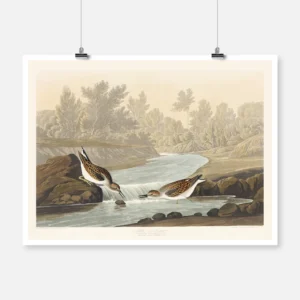 Little Sandpiper Poster