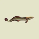 Live Sharksucker Fish