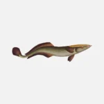Live Sharksucker Fish