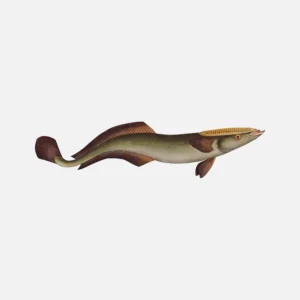 Live Sharksucker Fish