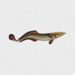 Live Sharksucker Fish